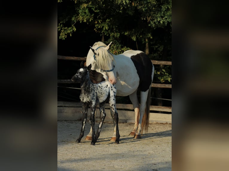 Appaloosa Mix Stallion Foal (08/2026) 15.1 hh Leopard-Piebald in Brežice