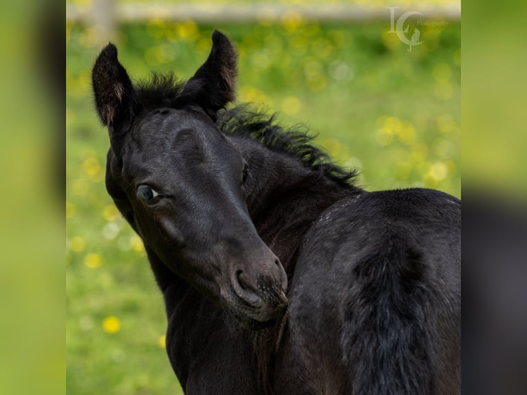 Appaloosa Mix Stallion Foal (05/2024) 15,1 hh Leopard-Piebald in Simonshaven