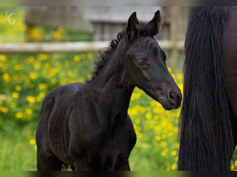 Appaloosa Mix Stallion Foal (05/2024) 15,1 hh Leopard-Piebald in Simonshaven