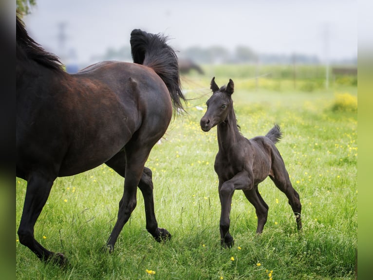 Appaloosa Mix Stallion Foal (05/2024) 15,1 hh Leopard-Piebald in Simonshaven