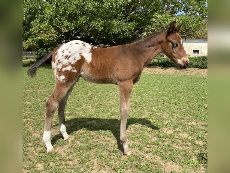 Appaloosa Stallion Foal (04/2026) 15.1 hh Leopard-Piebald in Pappenheim