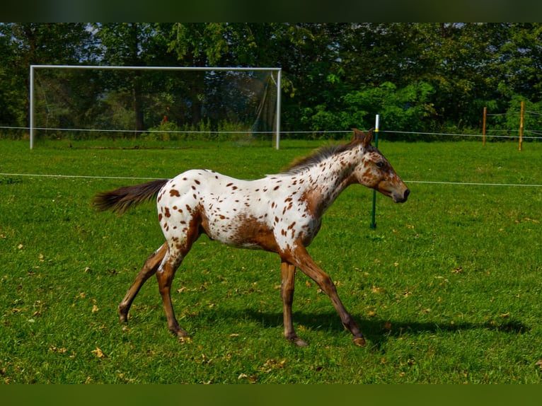 Appaloosa Stallion Foal (03/2026) 15.1 hh Leopard-Piebald in Pappenheim