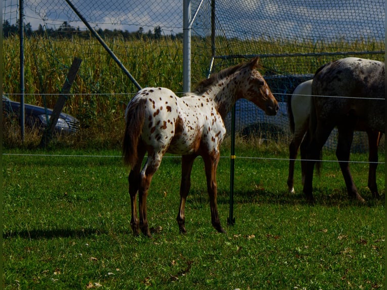 Appaloosa Stallion Foal (03/2026) 15.1 hh Leopard-Piebald in Pappenheim