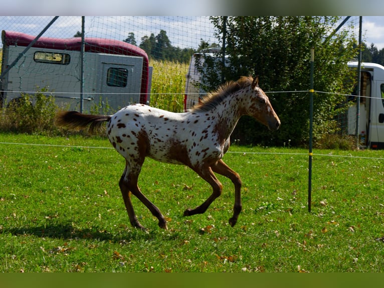 Appaloosa Stallion Foal (03/2026) 15.1 hh Leopard-Piebald in Pappenheim