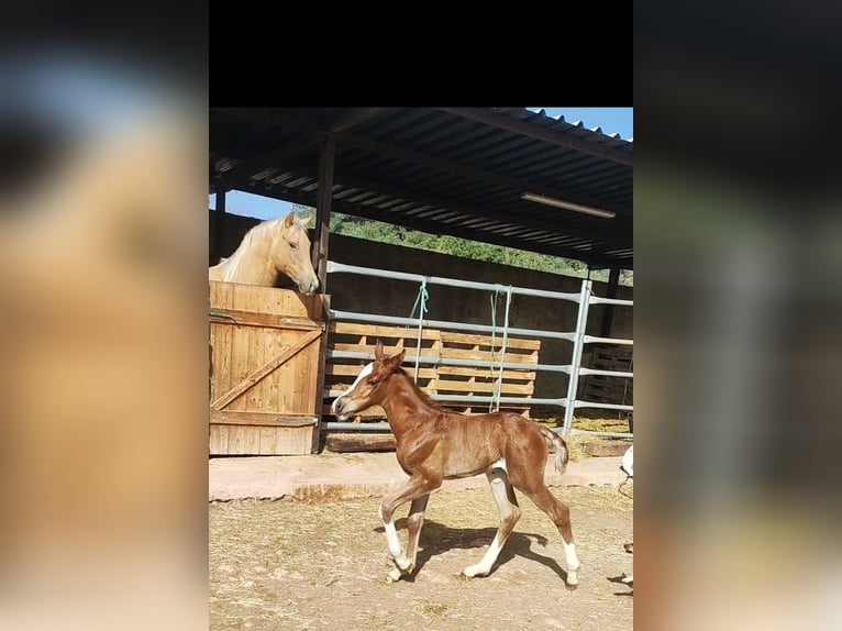 Appaloosa Mix Stallion Foal (03/2024) 15,2 hh Chestnut-Red in Onda