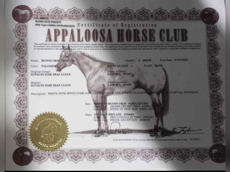 Appaloosa Mix Stallion Foal (03/2024) 15,2 hh Chestnut-Red in Onda