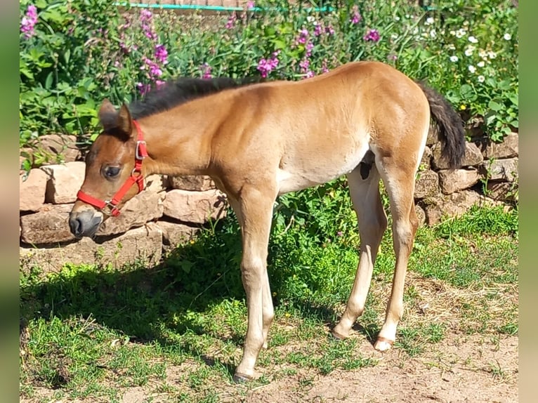 Appaloosa Stallion Foal (05/2026) 15 hh Brown-Light in Münchweiler an der Alsenz