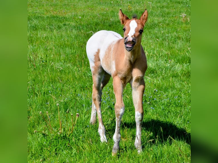 Appaloosa Stallion Foal (05/2026) 15 hh Dun in Brand
