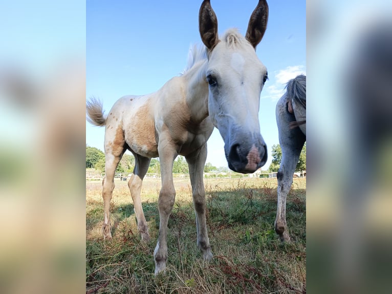 Appaloosa Mix Stallion  15 hh in bergerac