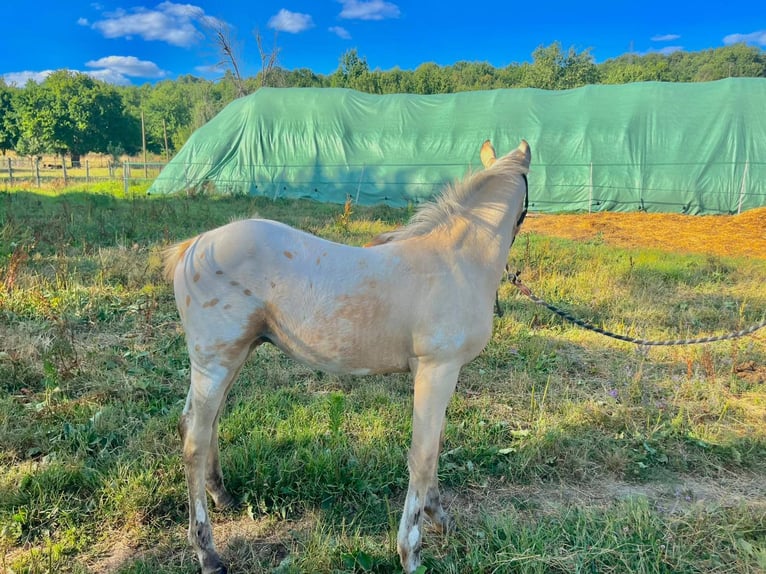 Appaloosa Mix Stallion  15 hh in bergerac