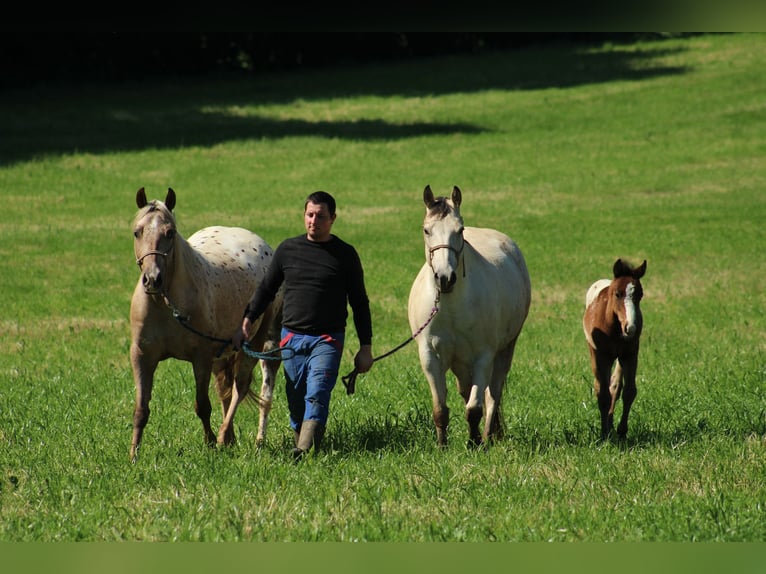 Appaloosa Stallion  15,1 hh Bay in Globoko
