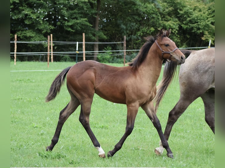 Appaloosa Stallion Foal (04/2025) 15,1 hh Buckskin in Pappenheim / OT Osterdorf