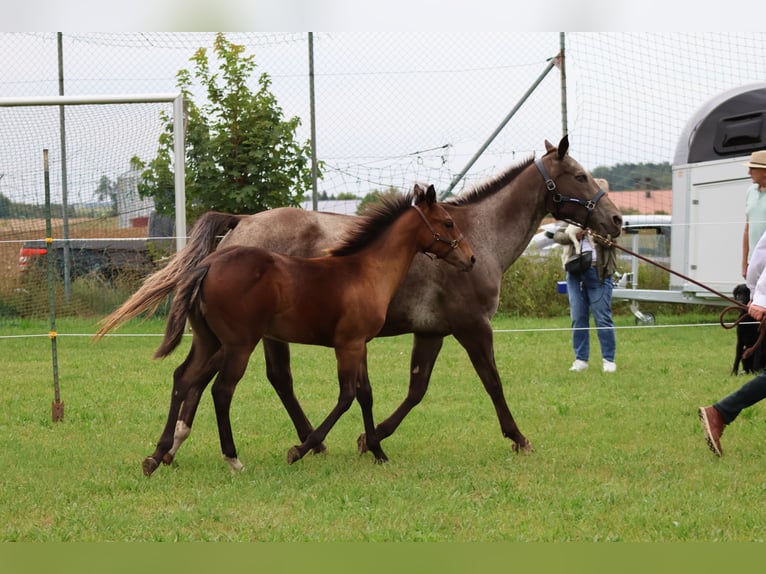 Appaloosa Stallion Foal (04/2025) 15,1 hh Buckskin in Pappenheim / OT Osterdorf
