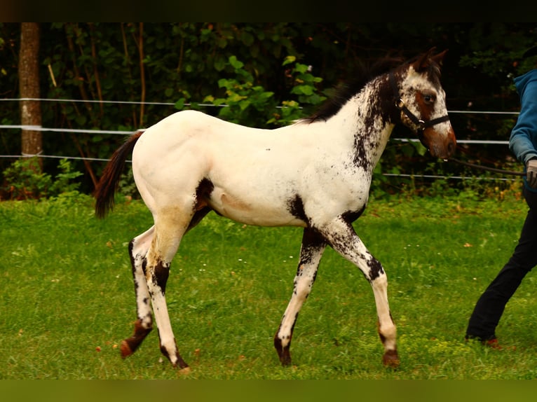 Appaloosa Stallion Foal (04/2025) 15,1 hh White in Pappenheim/ OT Osterdorf