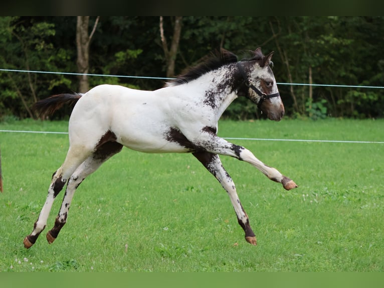 Appaloosa Stallion Foal (04/2025) 15,1 hh White in Pappenheim/ OT Osterdorf