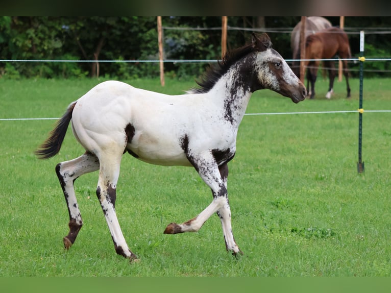 Appaloosa Stallion Foal (04/2025) 15,1 hh White in Pappenheim/ OT Osterdorf