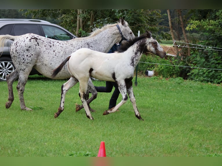 Appaloosa Stallion Foal (04/2025) 15,1 hh White in Pappenheim/ OT Osterdorf