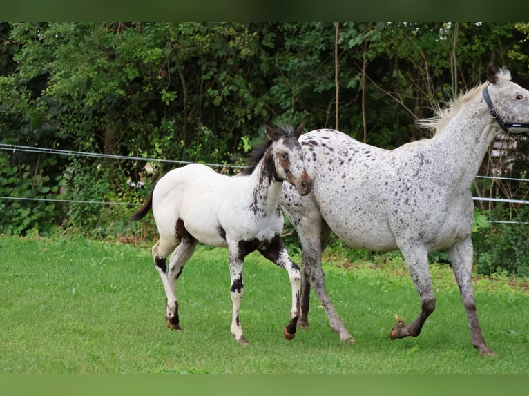Appaloosa Stallion Foal (04/2025) 15,1 hh White in Pappenheim/ OT Osterdorf