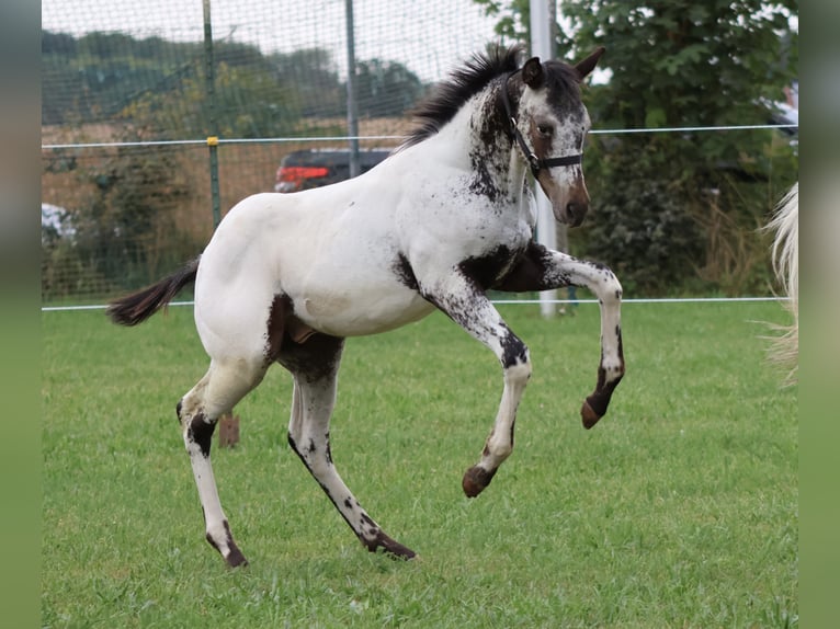 Appaloosa Stallion Foal (04/2025) 15,1 hh White in Pappenheim/ OT Osterdorf