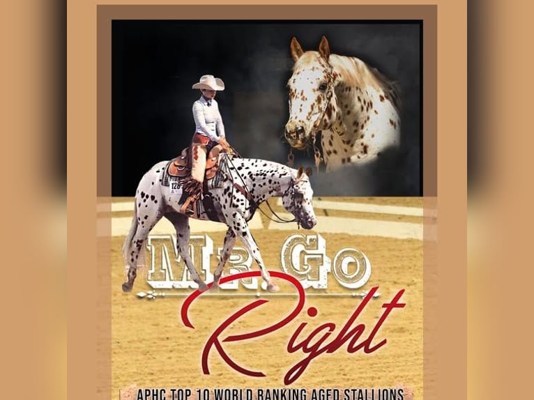 Appaloosa Stallion Foal (03/2025) 15,2 hh Brown in Kirtorf