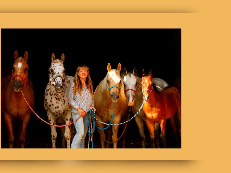 Appaloosa Stallion Foal (03/2025) 15,2 hh Brown in Kirtorf