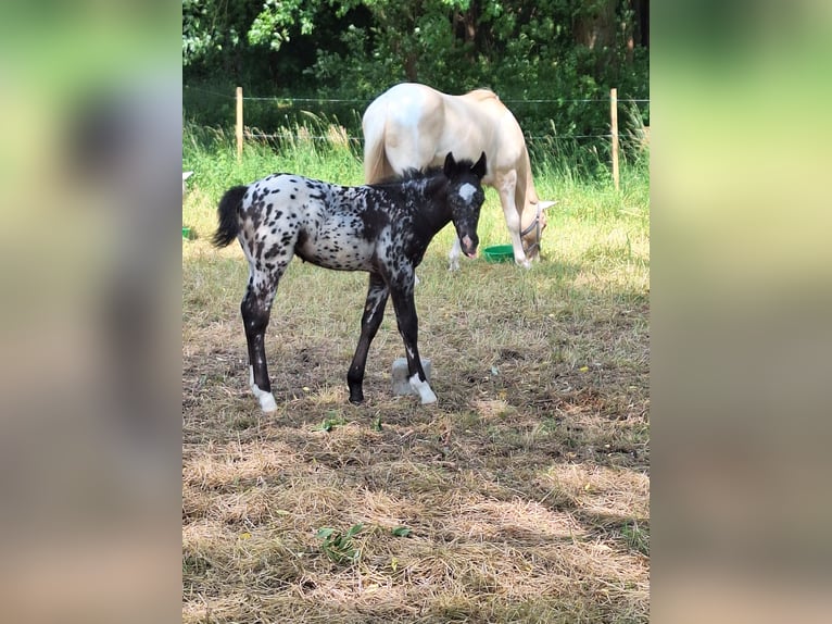 Appaloosa Mix Stallion  16 hh Gray-Fleabitten in Neustadt an der Orla