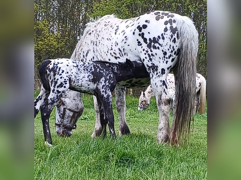 Appaloosa Mix Stallion  16 hh Gray-Fleabitten in Neustadt an der Orla