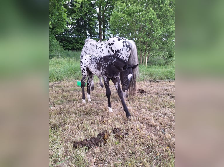 Appaloosa Mix Stallion  16 hh Gray-Fleabitten in Neustadt an der Orla