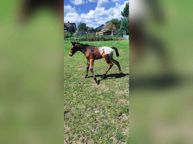 Appaloosa Mix Stallion  16 hh Leopard-Piebald in Po&#x142;ajewo