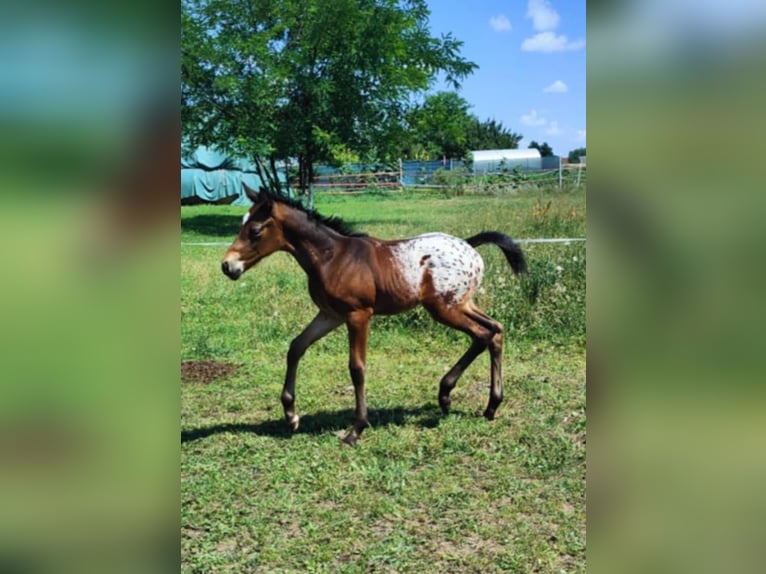 Appaloosa Mix Stallion  16 hh Leopard-Piebald in Po&#x142;ajewo