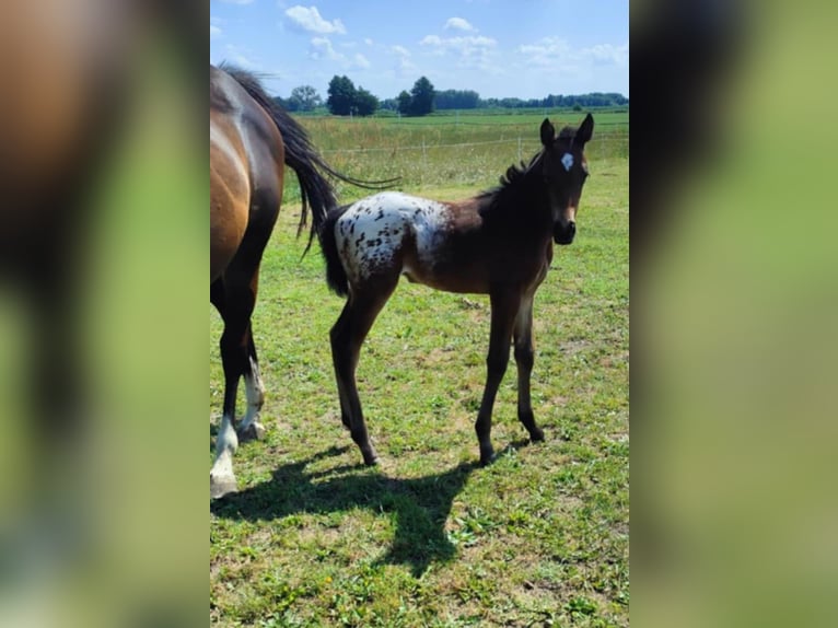 Appaloosa Mix Stallion  16 hh Leopard-Piebald in Po&#x142;ajewo