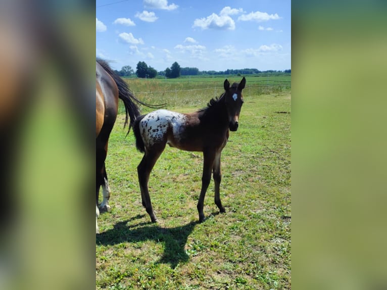 Appaloosa Mix Stallion  16 hh Leopard-Piebald in Po&#x142;ajewo