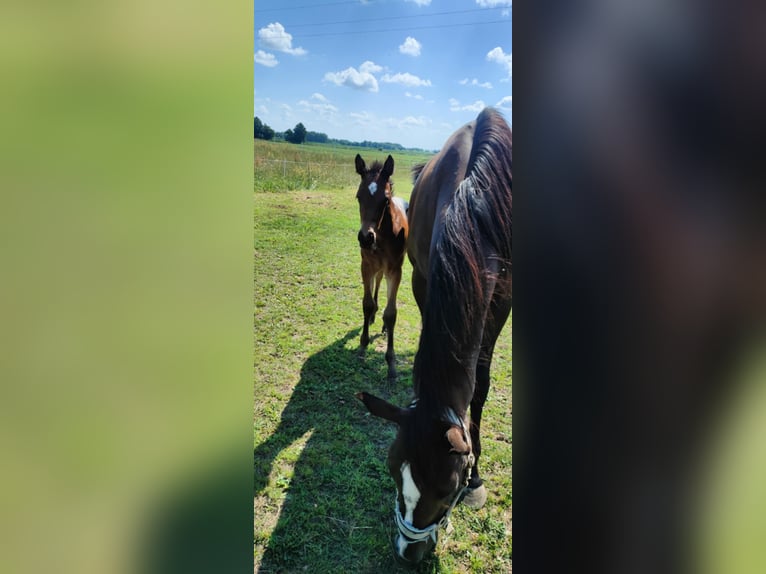 Appaloosa Mix Stallion  16 hh Leopard-Piebald in Po&#x142;ajewo
