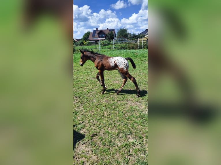 Appaloosa Mix Stallion  16 hh Leopard-Piebald in Po&#x142;ajewo