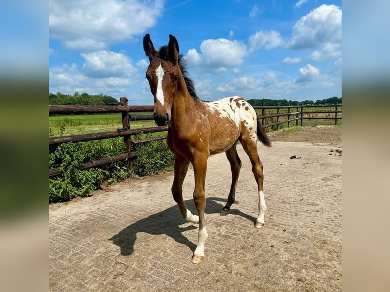 Appaloosa Stallion Foal (05/2025) 16,2 hh in Asten