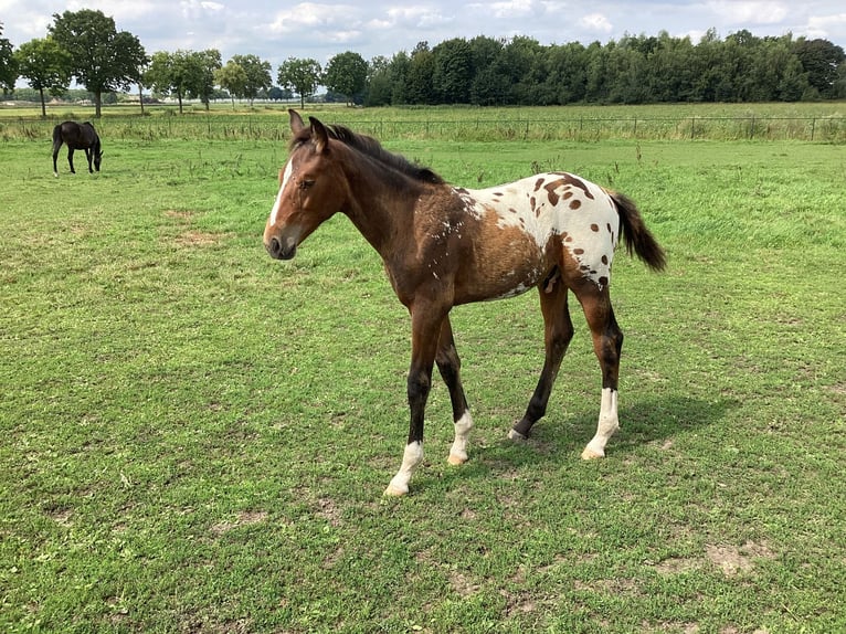 Appaloosa Stallion Foal (05/2025) 16,2 hh in Asten