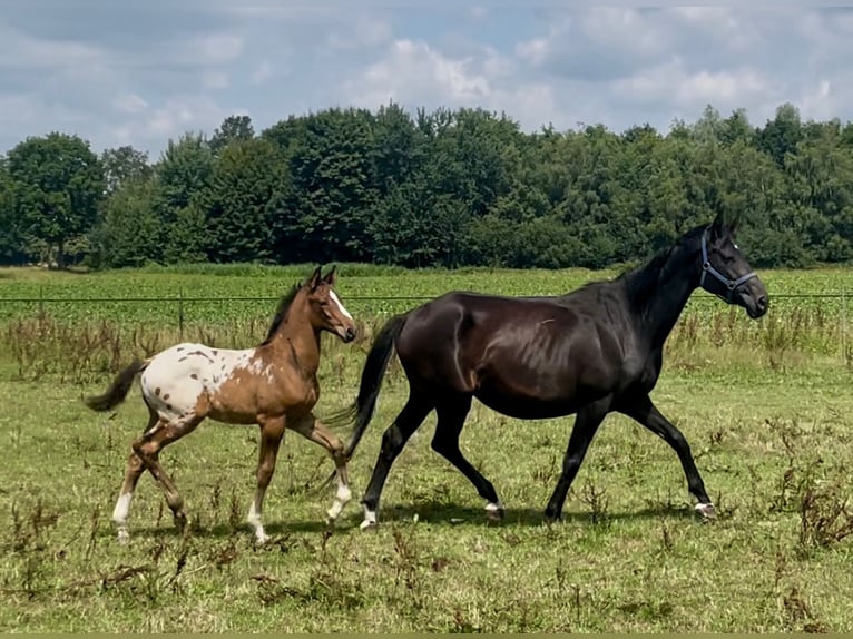 Appaloosa Stallion Foal (05/2025) 16,2 hh in Asten