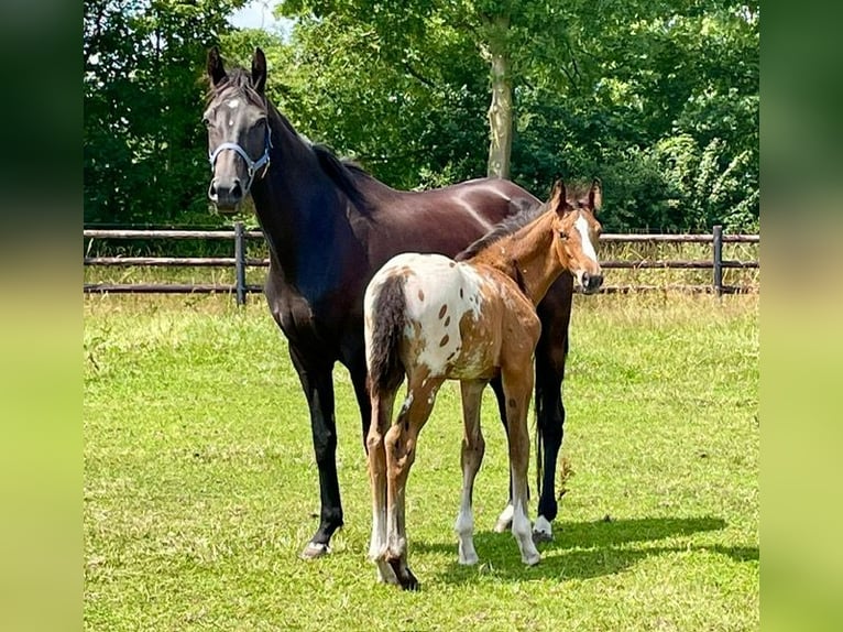 Appaloosa Stallion Foal (05/2025) 16,2 hh in Asten