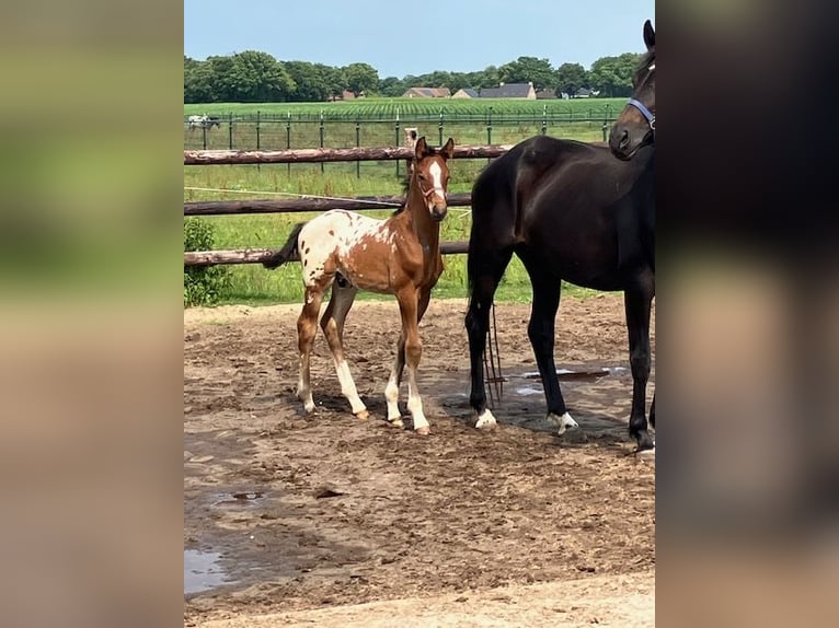 Appaloosa Stallion Foal (05/2025) 16,2 hh in Asten