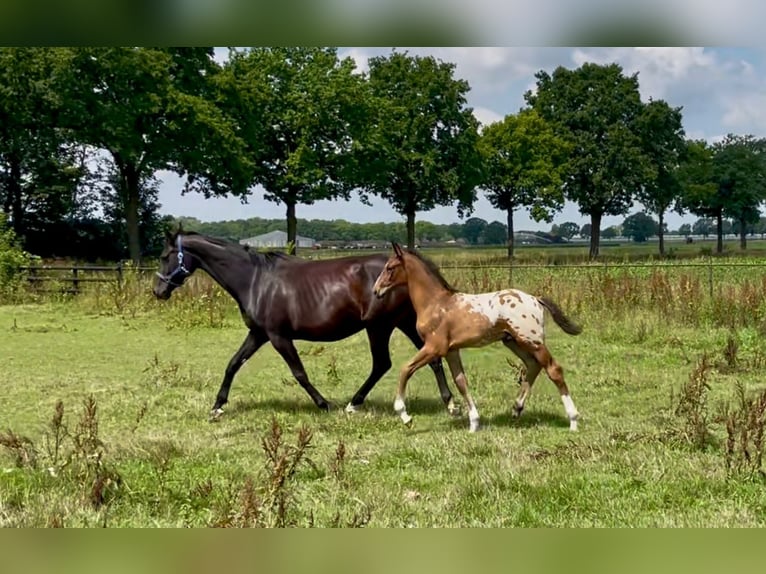 Appaloosa Stallion Foal (05/2025) 16,2 hh in Asten