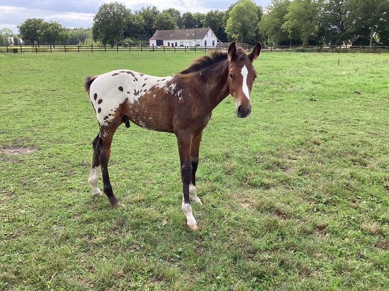 Appaloosa Stallion Foal (05/2025) 16,2 hh in Asten
