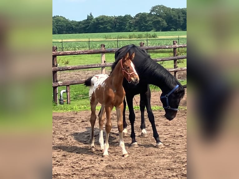 Appaloosa Stallion Foal (05/2025) 16,2 hh in Asten