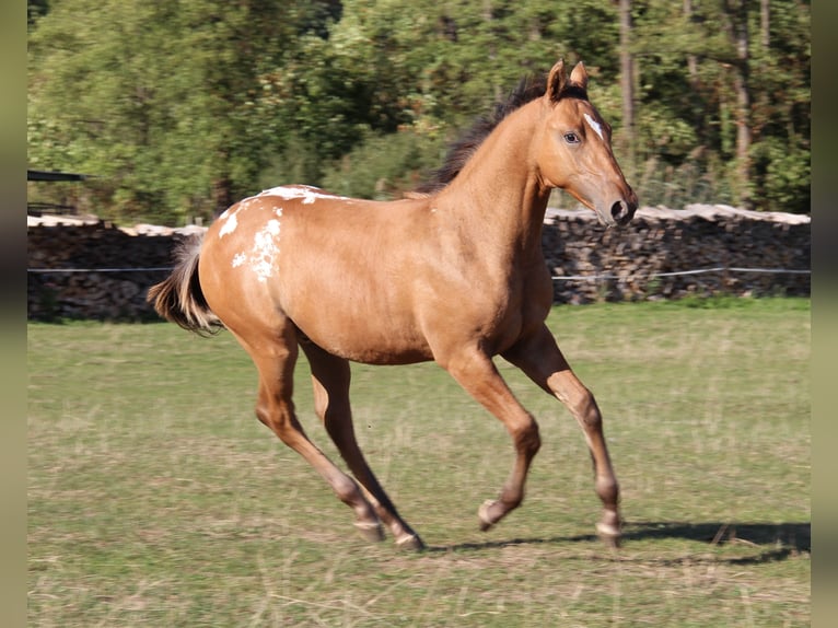 Appaloosa Stallion Foal (03/2026) Brown in Oberbronn