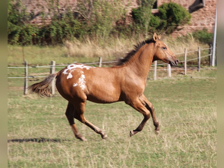 Appaloosa Stallion Foal (03/2026) Brown in Oberbronn