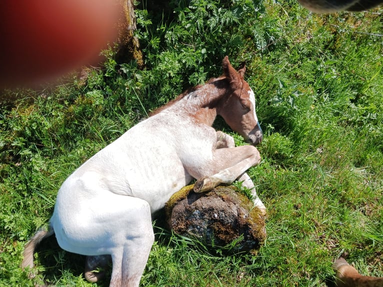 Appaloosa Stallion Foal (05/2024) Chestnut-Red in Sösdala