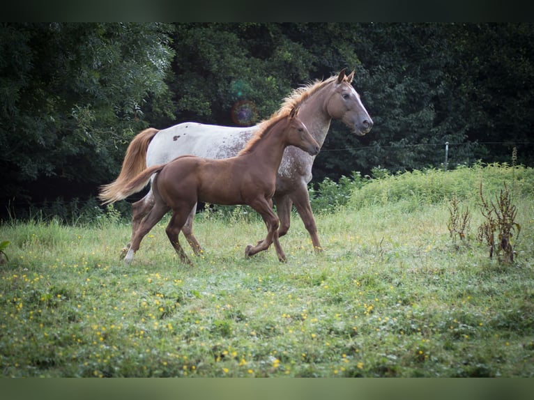 Appaloosa Stallion Foal (04/2024) Chestnut-Red in Neumarkt-Sankt Veit