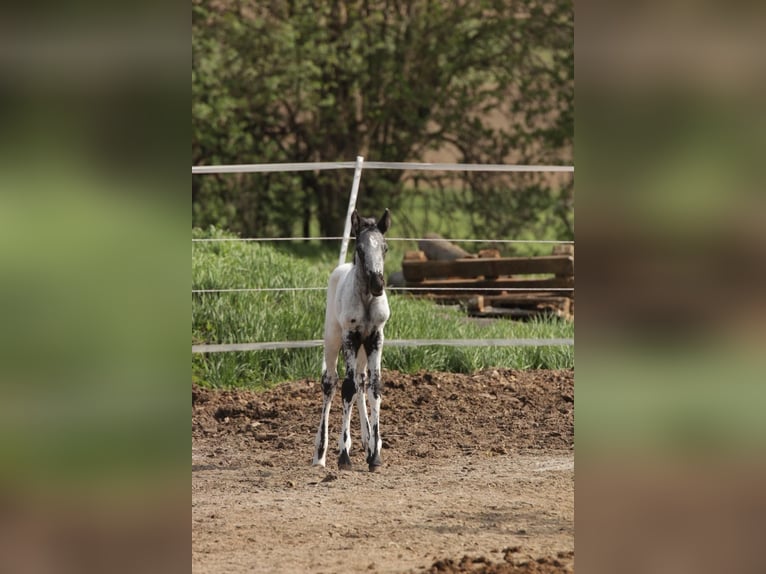 Appaloosa Stallion Foal (01/2025) in Poysbrunn