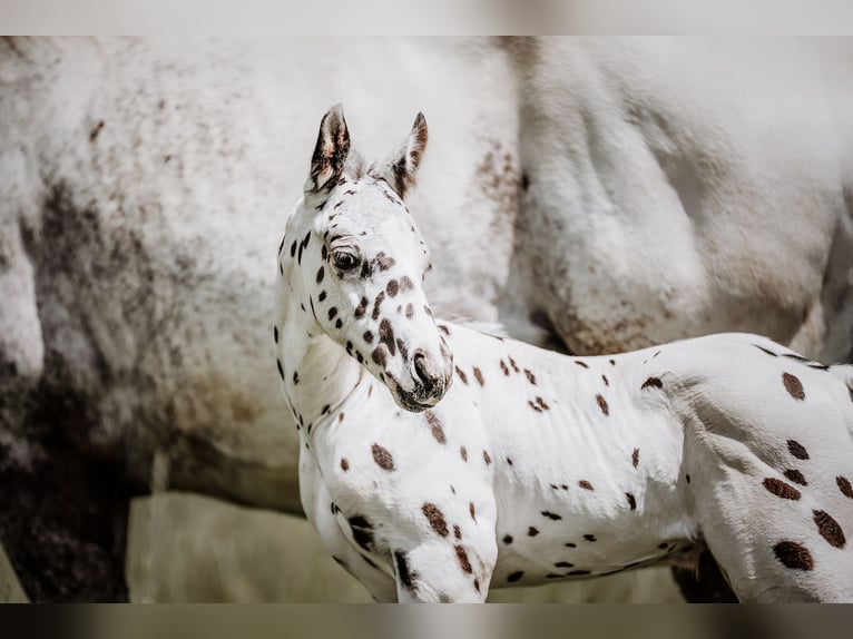 Appaloosa Stallion Foal (05/2026) Leopard-Piebald in Schüpfheim