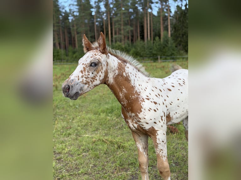 Appaloosa Mix Stallion Foal (05/2026) Leopard-Piebald in Hakojärvi