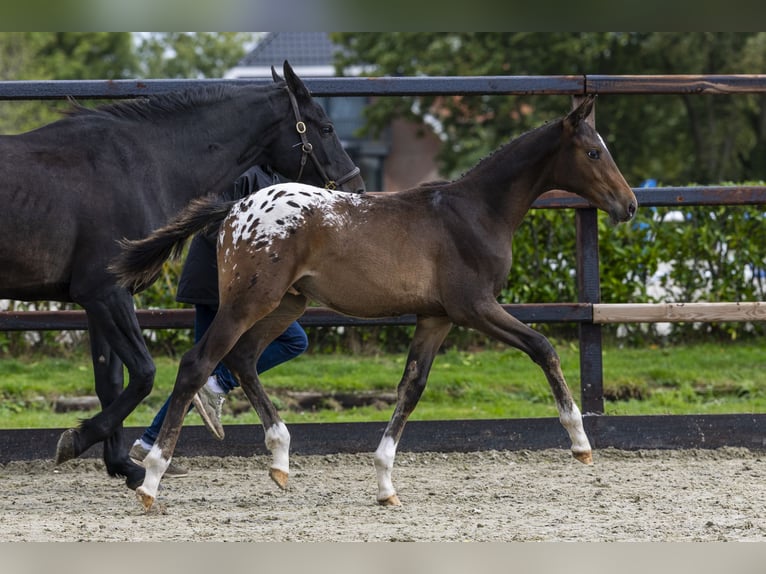 Appaloosa Stallion Foal (04/2025) Leopard-Piebald in Waddinxveen